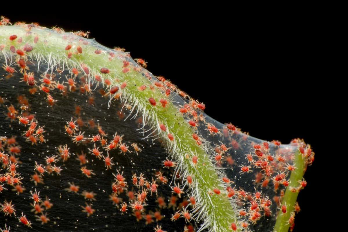 Spider mites on a plant leaf